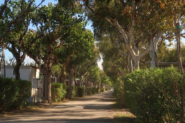Viale alberato con cespugli ai lati.