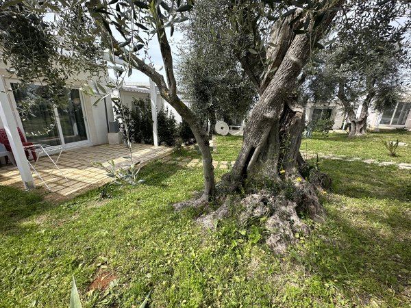 Grande albero di ulivo vicino a una veranda.