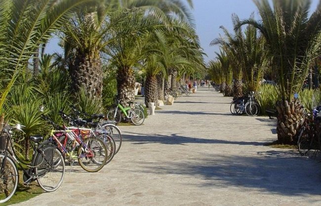 Passeggiata con palme e biciclette parcheggiate.