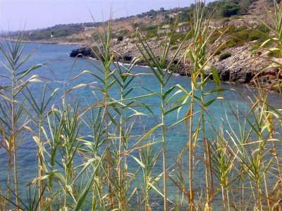 Canne alte in primo piano con uno sfondo di mare turchese e costa rocciosa.