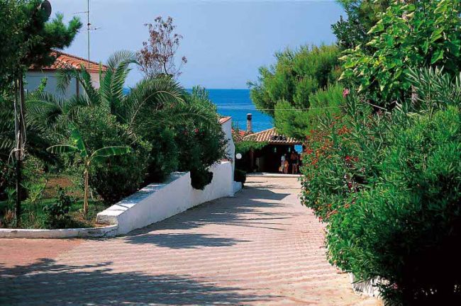 Sentiero alberato che conduce al mare.