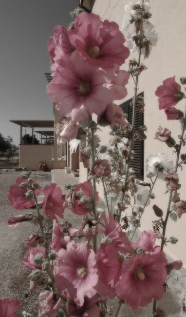 Fiori rosa e bianchi davanti a una casa beige con sfondo leggermente sfocato.