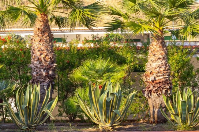 Piante di palma e agave con vegetazione.