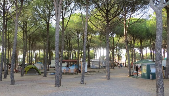 Area campeggio con pini e tende tra gli alberi.
