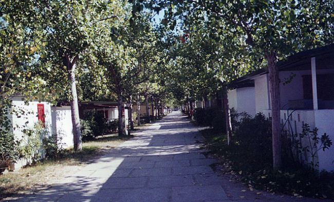 Un viale alberato con case basse ai lati.