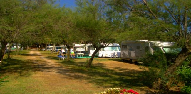 Camper parcheggiati sotto alberi lungo un sentiero ombreggiato.