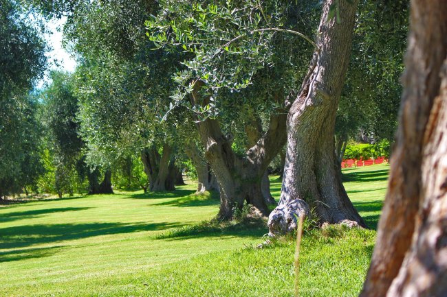 Ulivi secolari su prato.