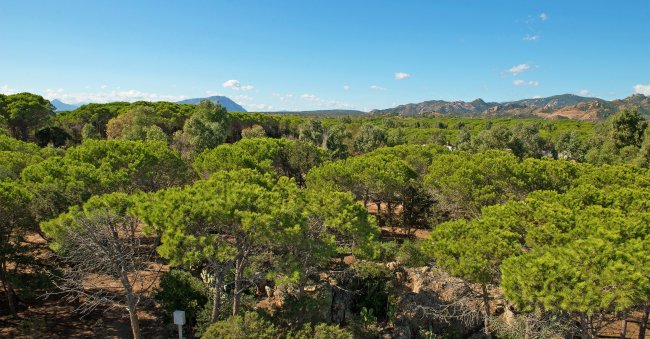 Una foresta con pini sotto un cielo azzurro.