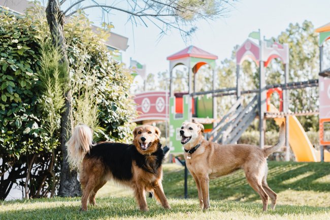 Due cani giocano vicino a un'area giochi.