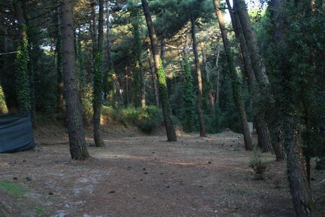 Un bosco con alti alberi, terreno coperto di aghi di pino e pigne sparse.